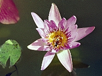 Regent ChaAm 1991